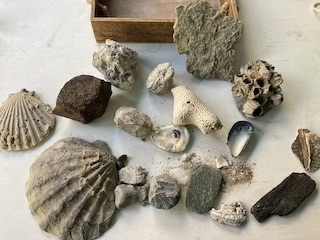 Prehistoric Oceans 4th of July Week Mini Camp (Ages 5-8)