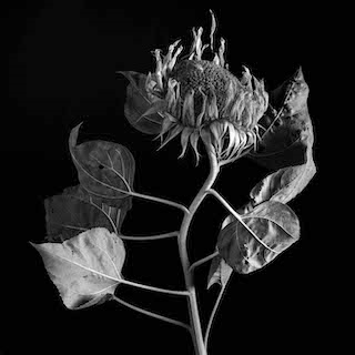 Skills: Advanced Black and White Darkroom Photography