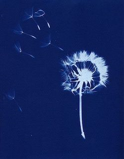 Camp: (Ages 13-18): Exploring the Cyanotype 7/18-7/22