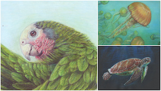 Exotic Animals in Colored Pencil Mini-Session