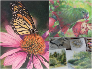 Colored Pencil Nature Drawings